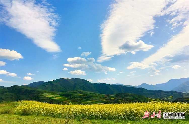 【焦點圖+大美甘肅+縣域圖文列表+天水列表】武山：油菜花開滿山黃 香飄四溢盡菲芳