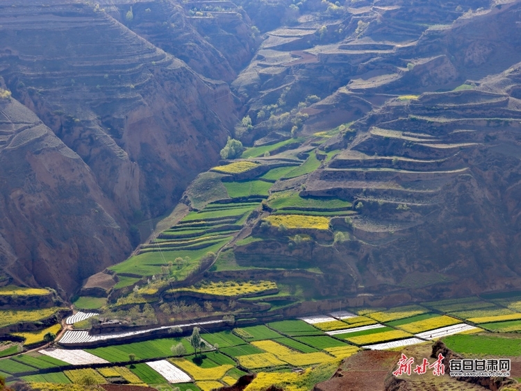 【焦點圖+大美甘肅+縣域圖文列表+天水列表】武山：油菜花開滿山黃 香飄四溢盡菲芳