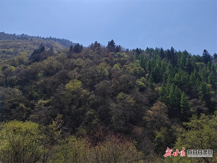 飛瀑流泉松濤陣陣 山峰疊翠奇石林立 宕昌黃家路林區風光旖旎_fororder_4