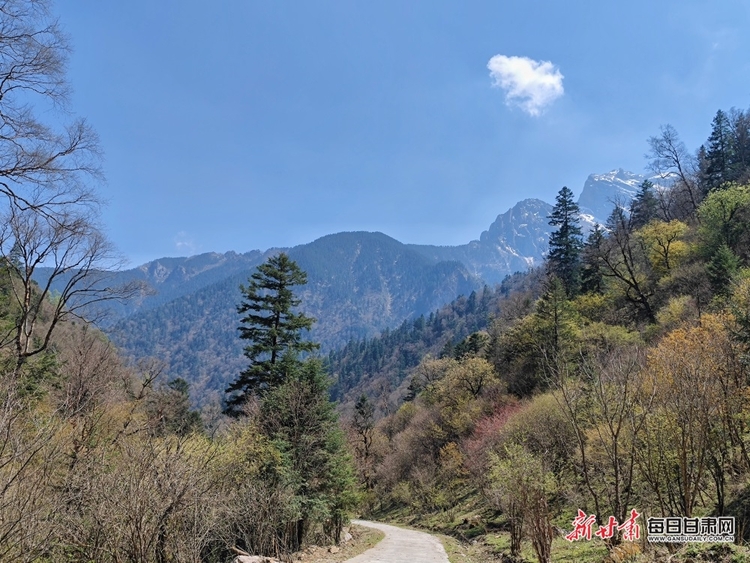 飛瀑流泉松濤陣陣 山峰疊翠奇石林立 宕昌黃家路林區風光旖旎_fororder_10