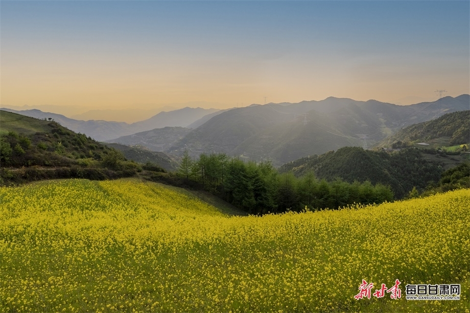 西和大橋鎮：油菜花開滿山香 田園風光醉春風