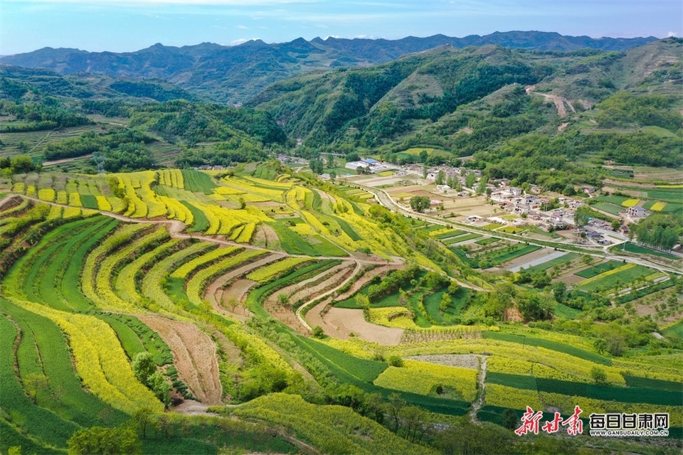 西和大橋鎮：油菜花開滿山香 田園風光醉春風