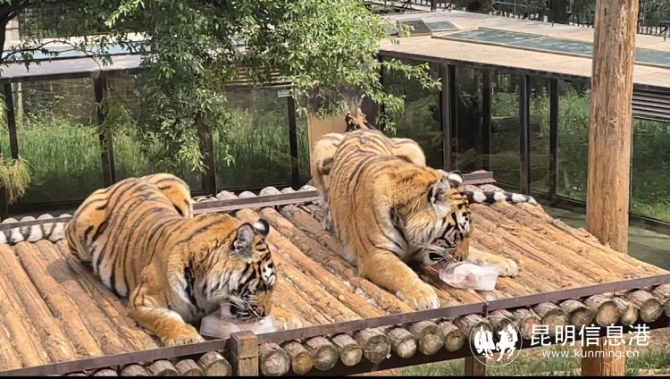 雲南野生動物園帶廣大遊客領略動物“上班”日常