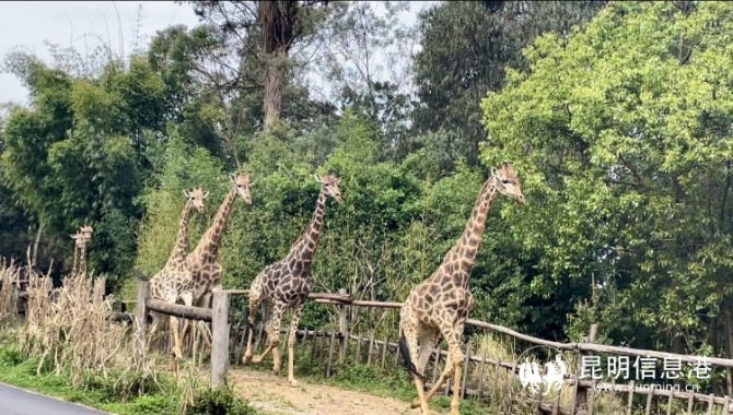 雲南野生動物園帶廣大遊客領略動物“上班”日常