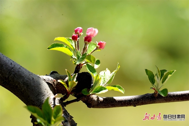 禮縣：蘋果花香送清甜 直播帶貨助增收