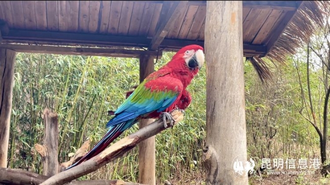 雲南野生動物園帶廣大遊客領略動物“上班”日常