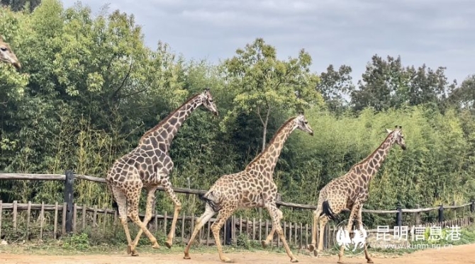 雲南野生動物園帶廣大遊客領略動物“上班”日常