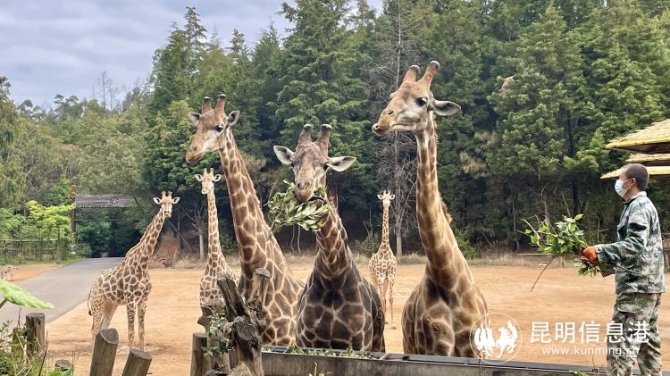 雲南野生動物園帶廣大遊客領略動物“上班”日常