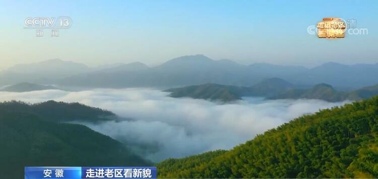 【走進老區看新貌】茂竹青翠群山綠 生態畫卷日日新