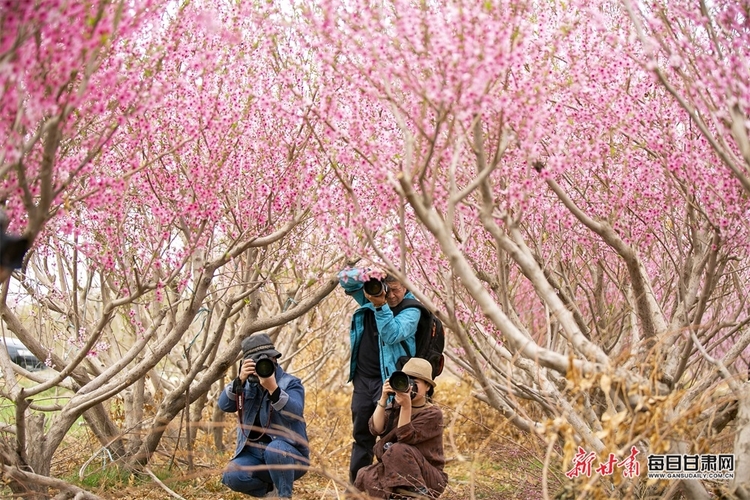 酒泉：戈壁小鎮生態美 桃花盛開醉遊人