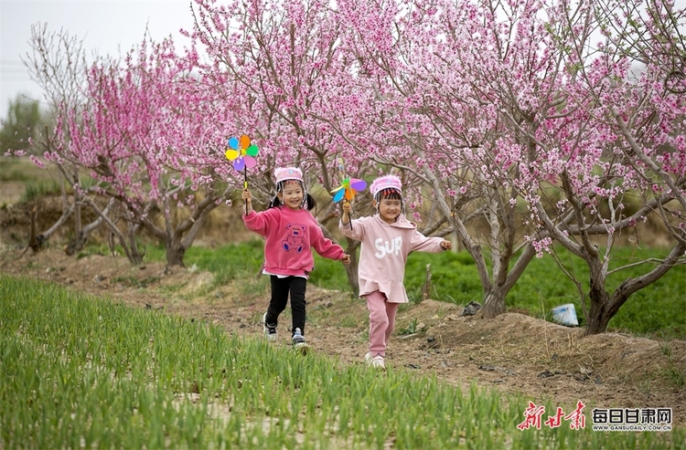 酒泉：戈壁小鎮生態美 桃花盛開醉遊人