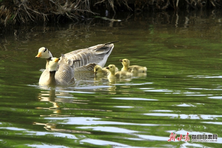 【文旅】水鳥翩翩舞倩影 清風徐徐起漣漪 夏日張掖濕地公園無處不是景_fororder_美圖3