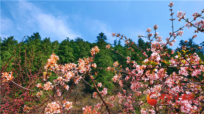 【隴拍客】蘭州興隆山：暮春花開更蔥蘢_fororder_8