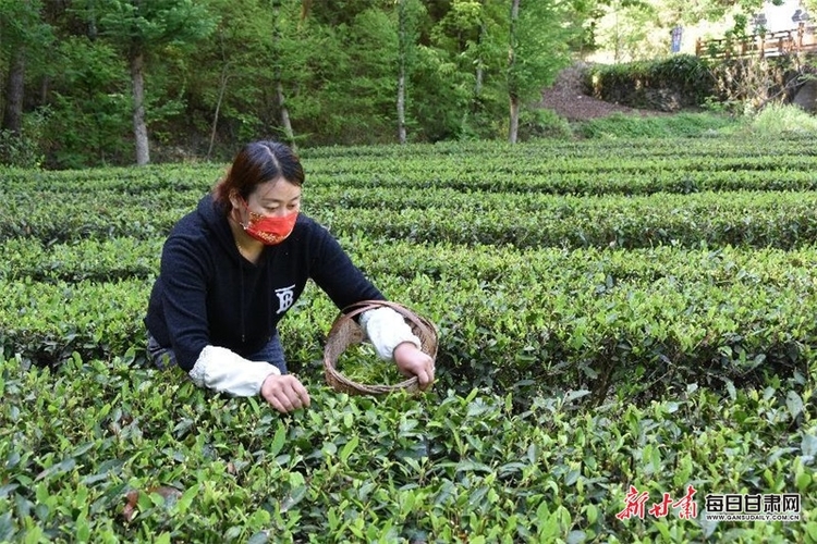 康縣：飄香茶園採茶忙 綠水青山處處景_fororder_茶2