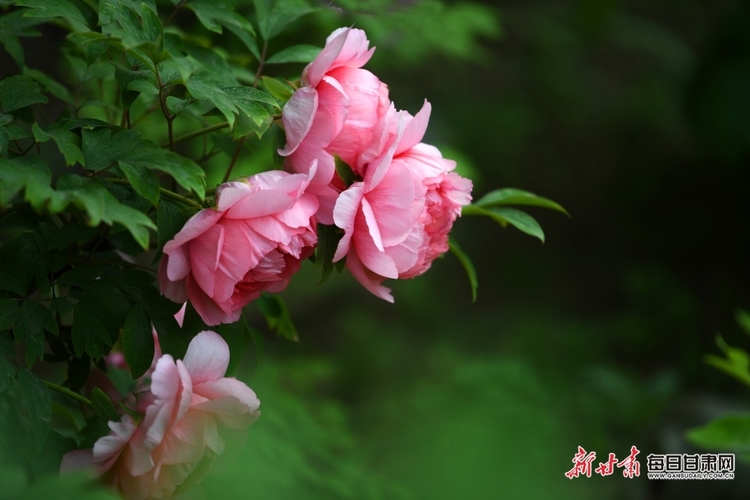 秦州區珍稀植物園牡丹花開正艷_fororder_牡丹