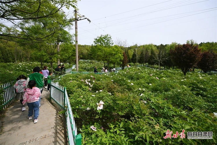 秦州區珍稀植物園牡丹花開正艷_fororder_牡丹6