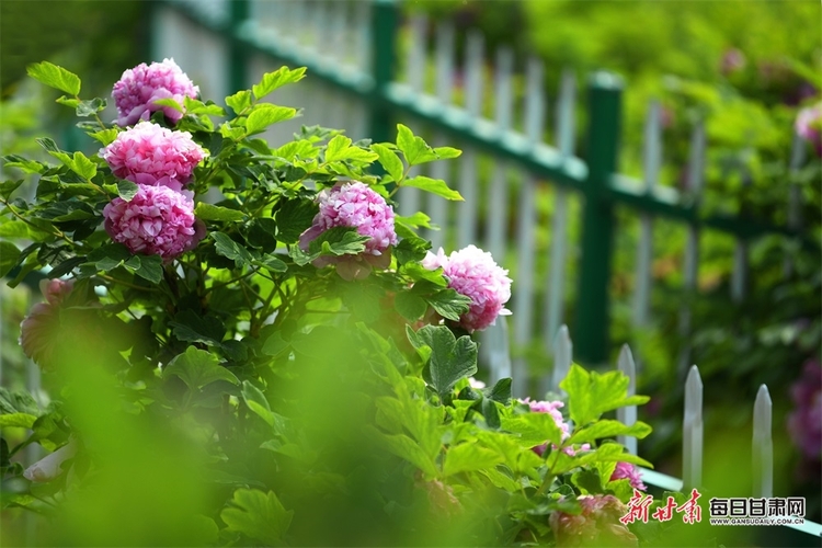 秦州區珍稀植物園牡丹花開正艷_fororder_牡丹1