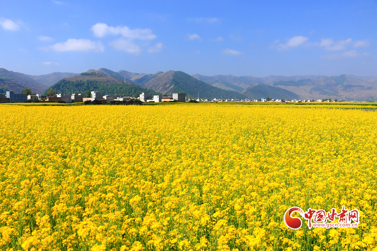 【文旅焦點圖】【隴拍客】變裝“黃色海洋” 岷縣十里鎮千畝油菜花競相綻放_fororder_油菜花1