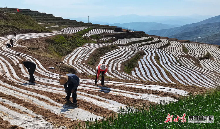 【縣域】禮縣雷王鄉：整治撂荒地 復耕致富田_fororder_理縣3