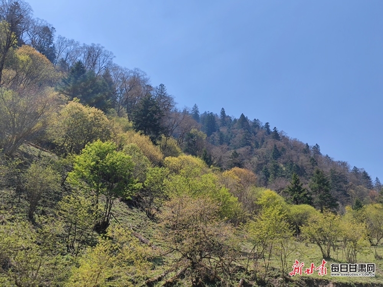 飛瀑流泉松濤陣陣 山峰疊翠奇石林立 宕昌黃家路林區風光旖旎_fororder_3