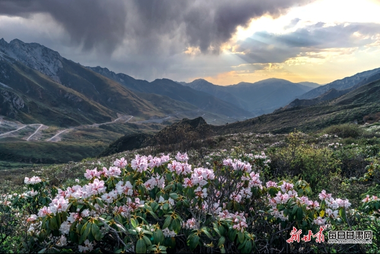 【文旅焦點圖】惟有此花隨越鳥 一聲啼處滿山紅 甘南高山杜鵑陸續開花_fororder_8