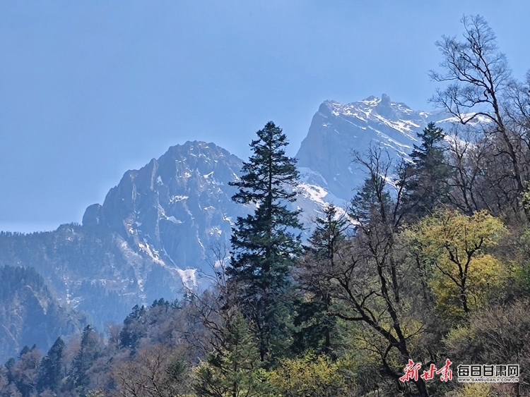 飛瀑流泉松濤陣陣 山峰疊翠奇石林立 宕昌黃家路林區風光旖旎_fororder_2