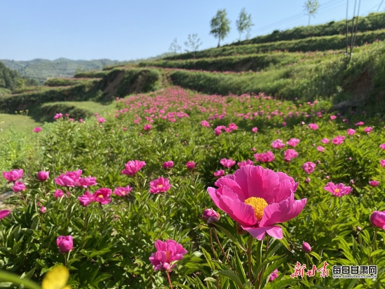 【文旅】兩當：芍藥開花賽牡丹 嬌艷欲滴迎遠客_fororder_牡丹2