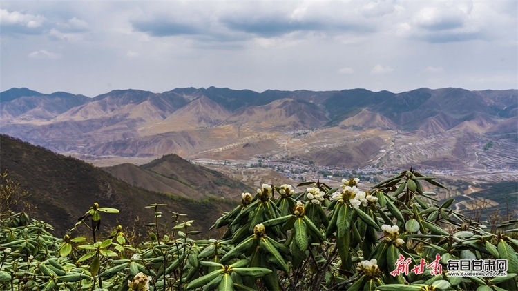 【文旅焦點圖】高山杜鵑花綻放榆中馬啣山_fororder_9