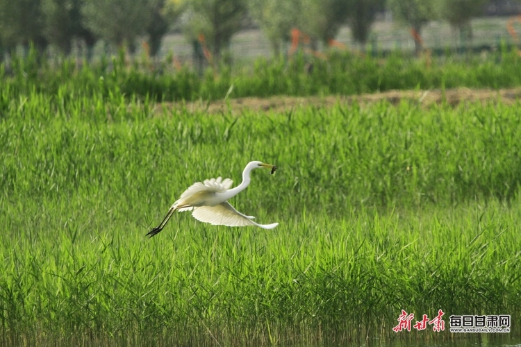 【文旅】水鳥翩翩舞倩影 清風徐徐起漣漪 夏日張掖濕地公園無處不是景_fororder_美圖4