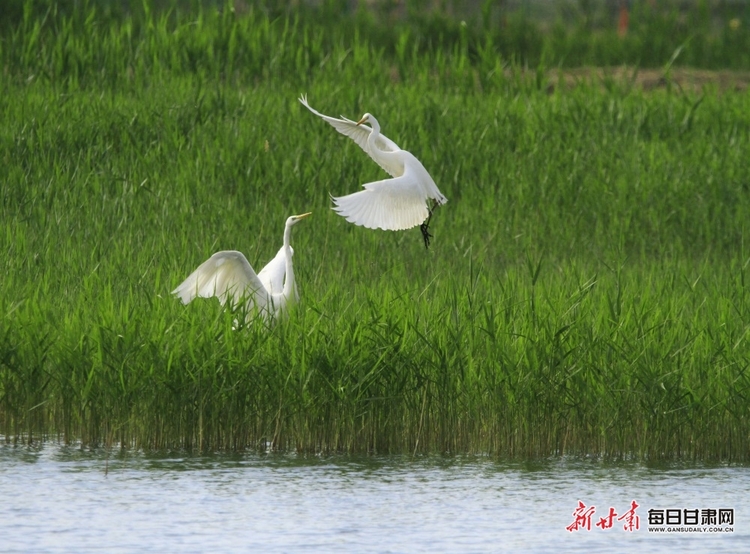 【文旅】水鳥翩翩舞倩影 清風徐徐起漣漪 夏日張掖濕地公園無處不是景_fororder_美圖5