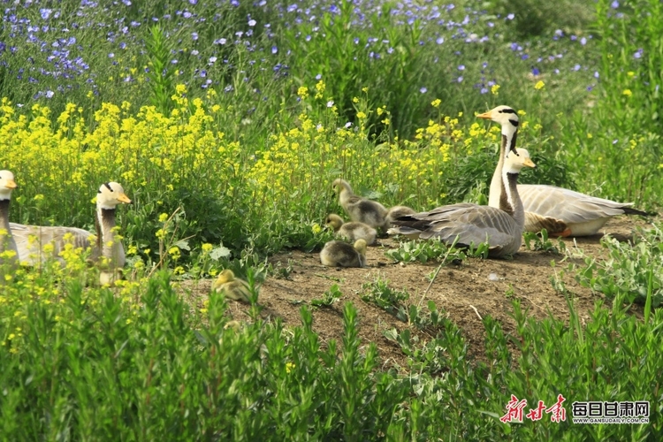 【文旅】水鳥翩翩舞倩影 清風徐徐起漣漪 夏日張掖濕地公園無處不是景_fororder_美圖2