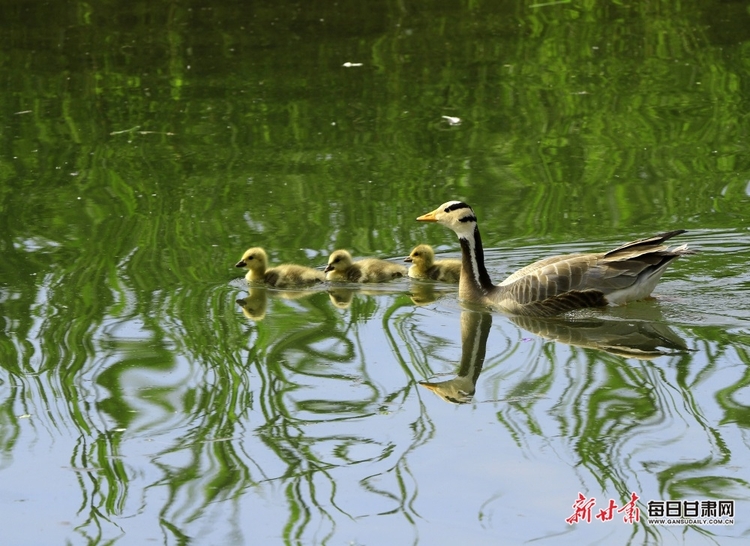 【文旅】水鳥翩翩舞倩影 清風徐徐起漣漪 夏日張掖濕地公園無處不是景_fororder_美圖1