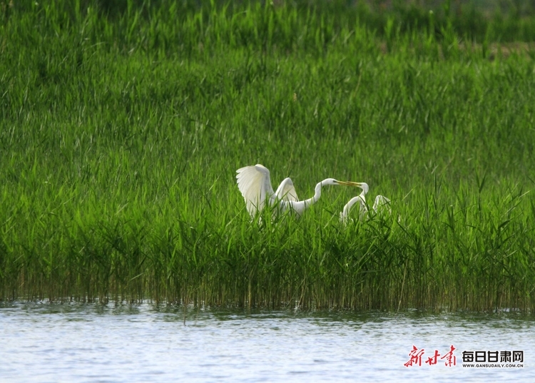 【文旅】水鳥翩翩舞倩影 清風徐徐起漣漪 夏日張掖濕地公園無處不是景_fororder_美圖6