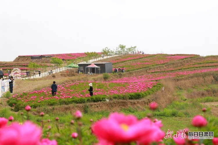 【文旅】隴南：芍藥花開出西和何壩鎮增收新路徑_fororder_4