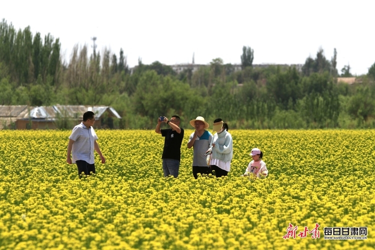 【焦點圖】張掖甘州區：黑河岸邊菜花香 靖安鄉里風光美_fororder_4