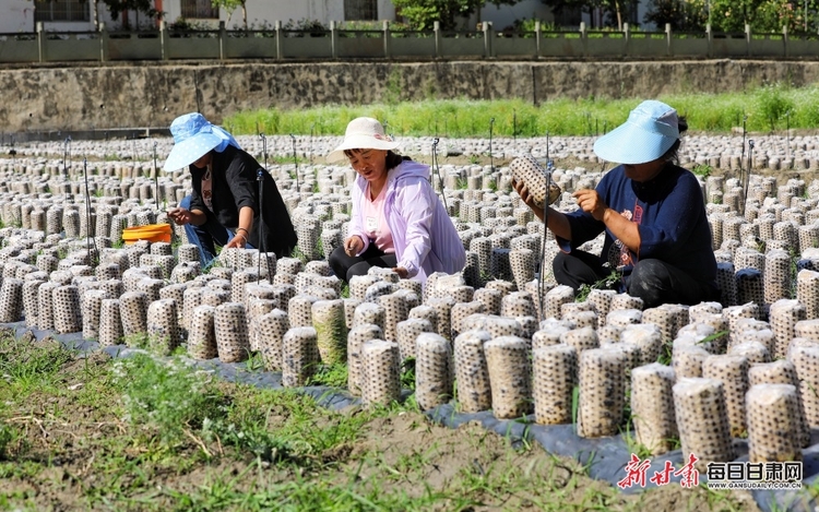 【縣域】文縣：小木耳做成大産業_fororder_木耳1