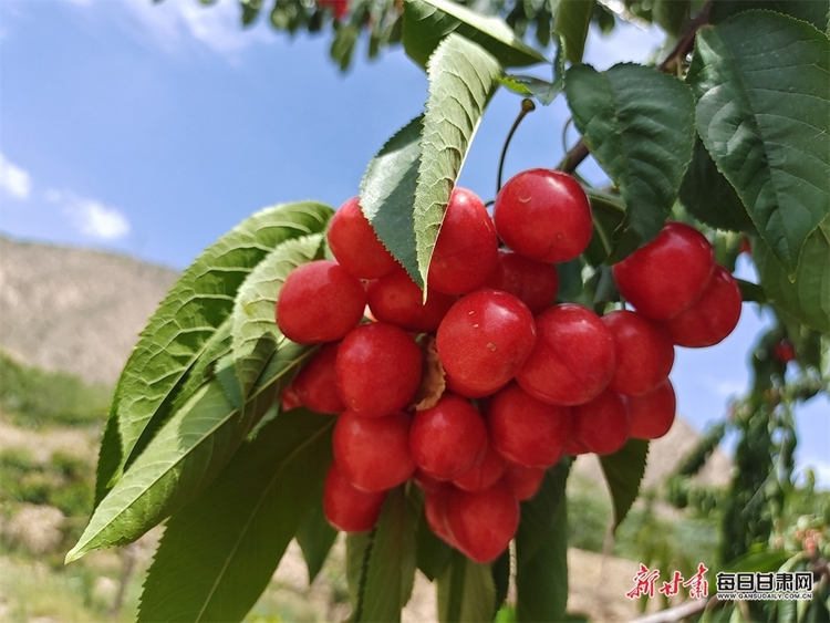 又紅又甜快來採摘 臨夏永靖縣曹家灣的櫻桃熟了_fororder_1