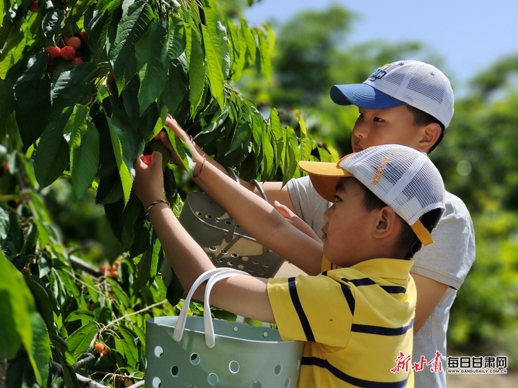 又紅又甜快來採摘 臨夏永靖縣曹家灣的櫻桃熟了_fororder_3