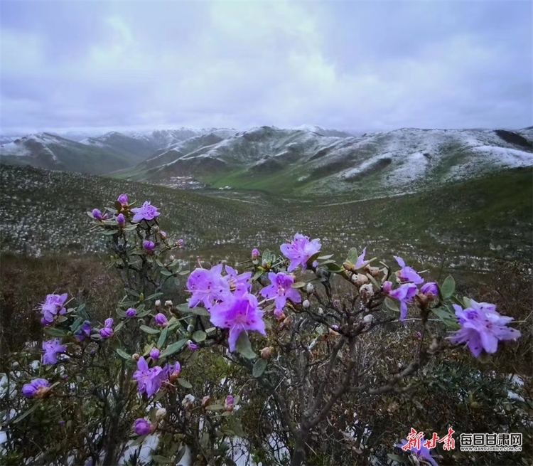 【文旅焦點圖】惟有此花隨越鳥 一聲啼處滿山紅 甘南高山杜鵑陸續開花_fororder_3