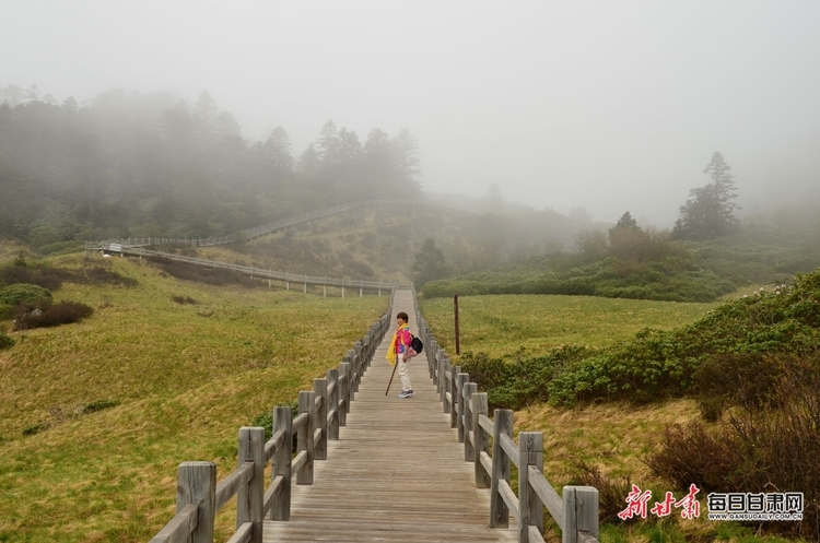 【焦點圖】隴南煙雨雷古山 十里杜鵑艷_fororder_6