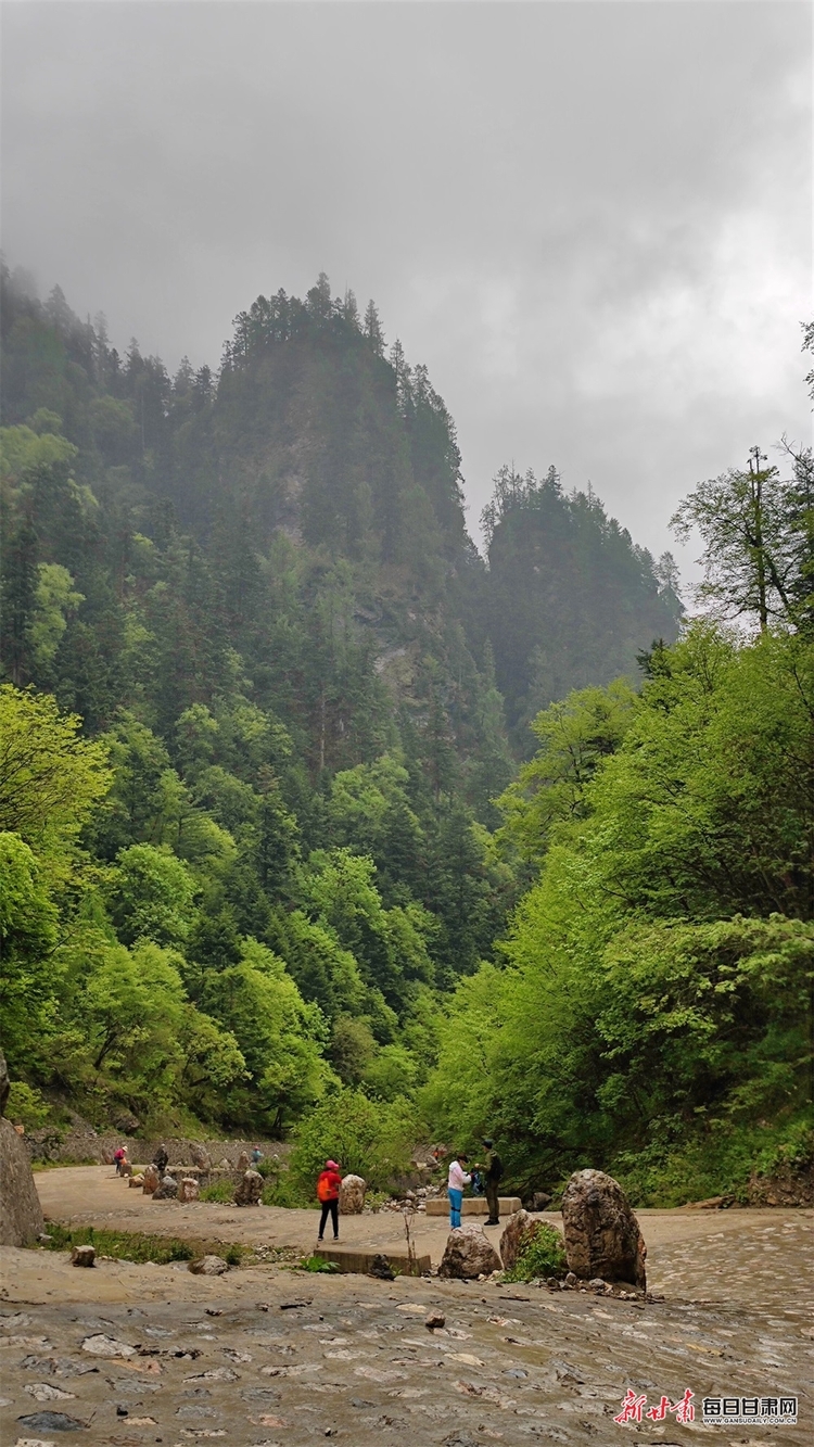 【焦點圖】隴南煙雨雷古山 十里杜鵑艷_fororder_18