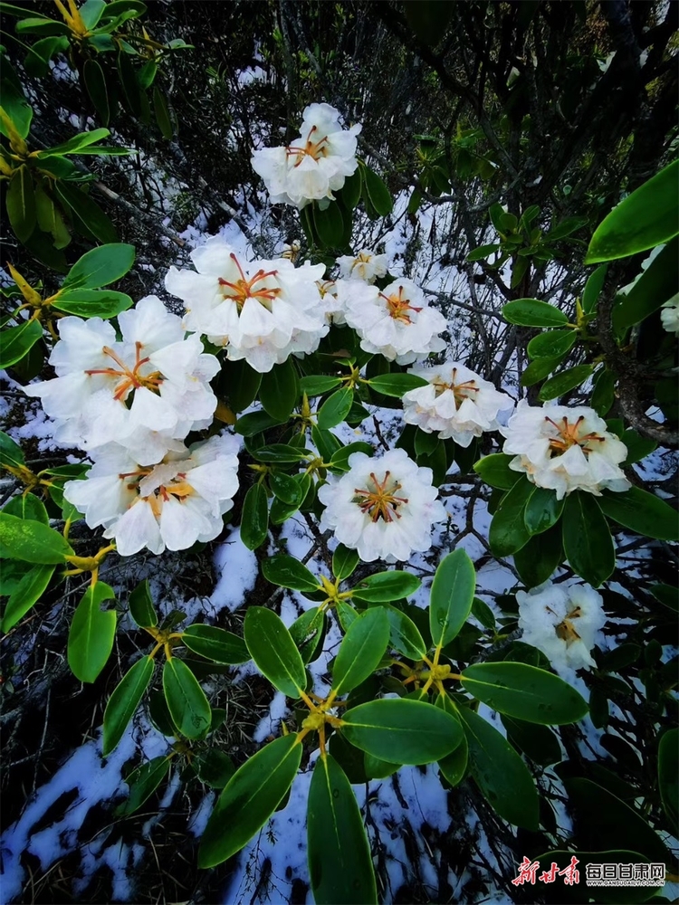 【文旅焦點圖】惟有此花隨越鳥 一聲啼處滿山紅 甘南高山杜鵑陸續開花_fororder_2