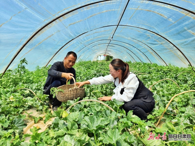 西峰：甜瓜種植讓農民過上甜日子_fororder_4