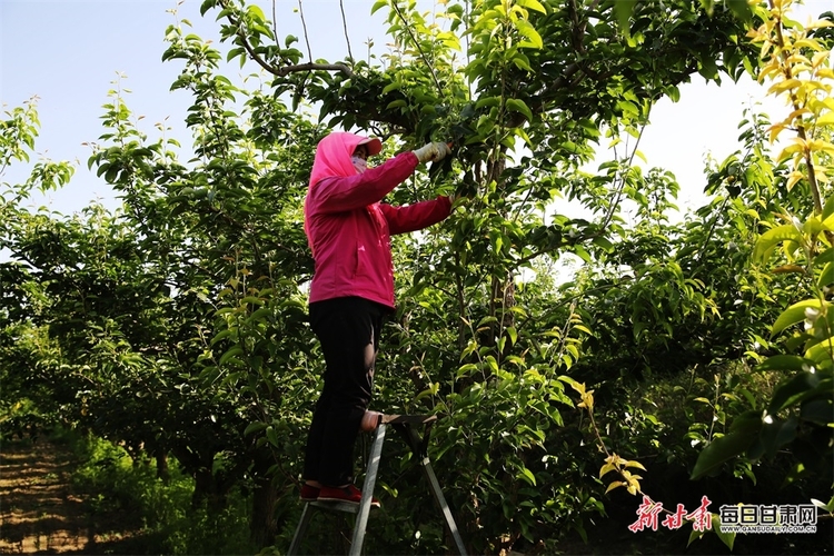 【張掖】張掖農場：梨園田間管理忙_fororder_3