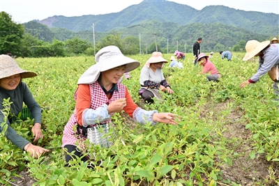 小小金銀花 鋪就致富路_fororder_2