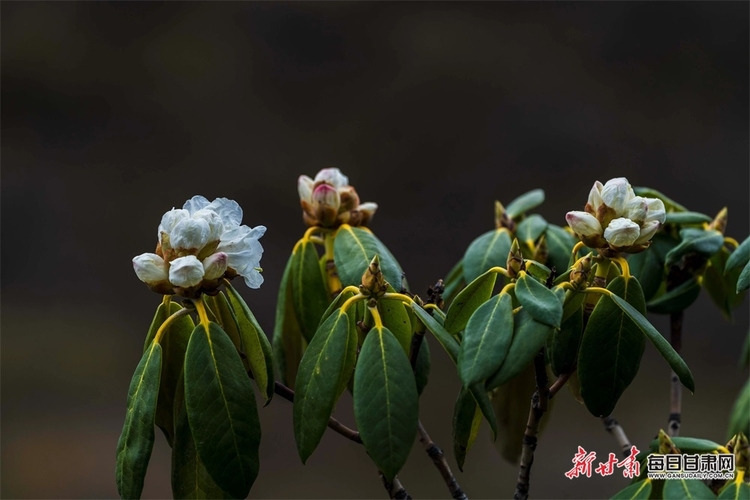 【文旅焦點圖】高山杜鵑花綻放榆中馬啣山_fororder_4