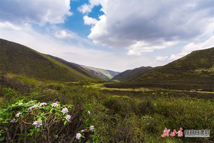 【文旅焦點圖】高山杜鵑花綻放榆中馬啣山_fororder_3