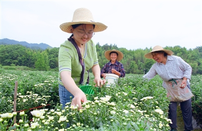 菊花飄香採摘忙_fororder_1