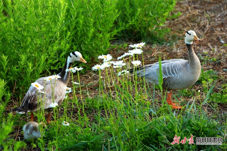 【焦點圖】來 張掖國家濕地公園的斑頭雁給個特寫_fororder_2