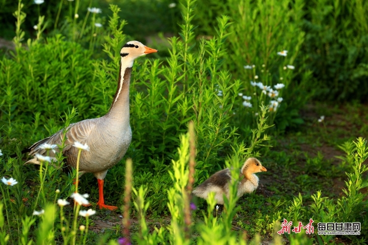 【焦點圖】來 張掖國家濕地公園的斑頭雁給個特寫_fororder_1